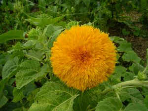 IMGP2615.JPG (33880 octets)